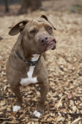 American Staffordshire Terrier Dogs