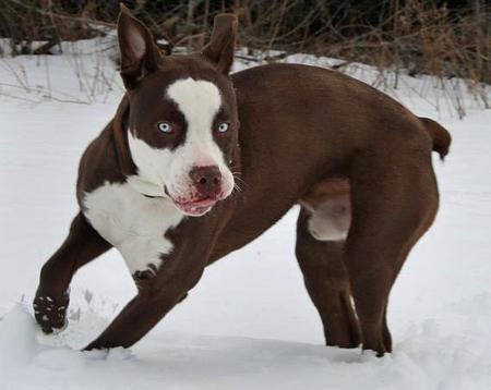 American Staffordshire Terrier Dogs