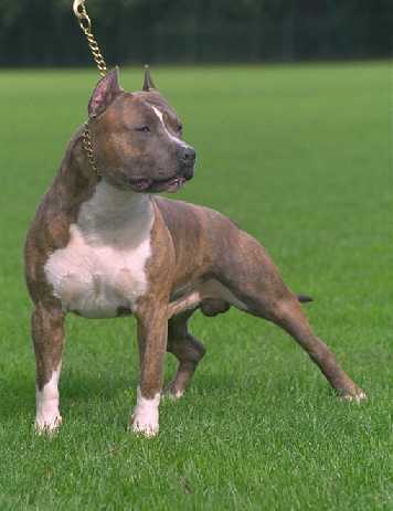 American Staffordshire Terrier Dogs