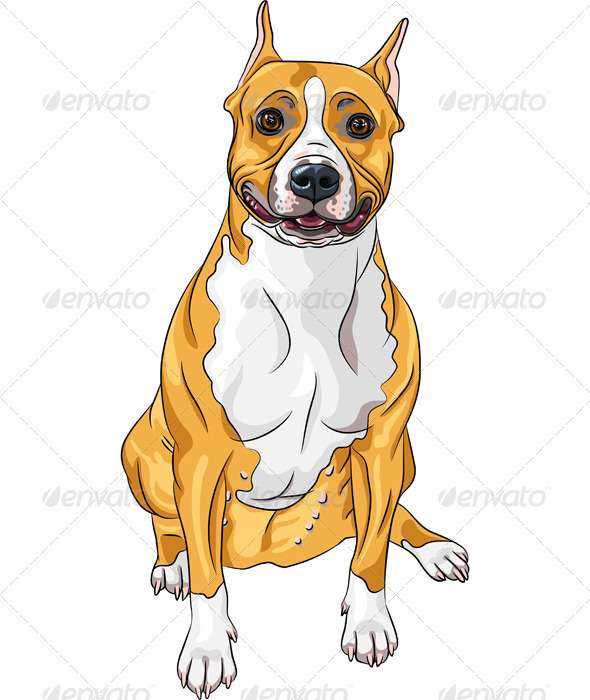 American Staffordshire Terrier Dogs