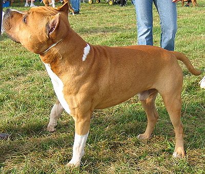 American Staffordshire Terrier Dogs