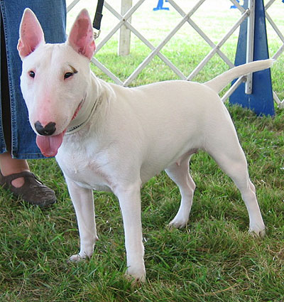 American Staffordshire Terrier Pit Bull