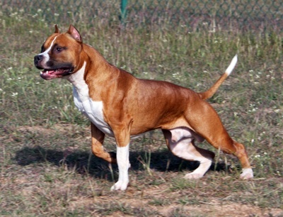 American Staffordshire Terrier Pit Bull