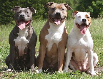 American Staffordshire Terrier Pit Bull