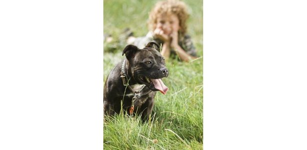 American Staffordshire Terrier Pit Bull Difference