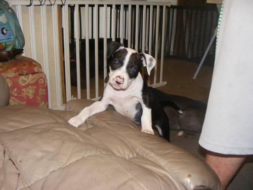 American Staffordshire Terrier Puppies For Sale In Florida