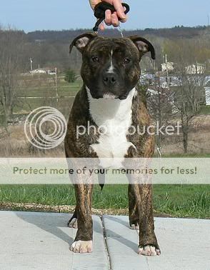 American Staffordshire Terrier Puppies For Sale In Maryland