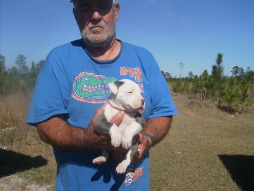 American Staffordshire Terrier Puppies For Sale In Maryland