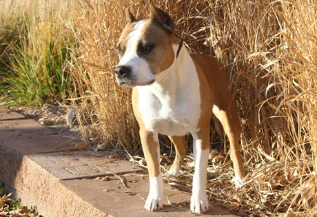 American Staffordshire Terrier Puppies For Sale Nj