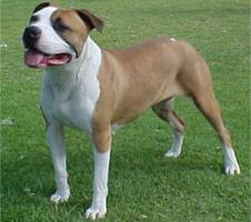 American Staffordshire Terrier Vs Pitbull