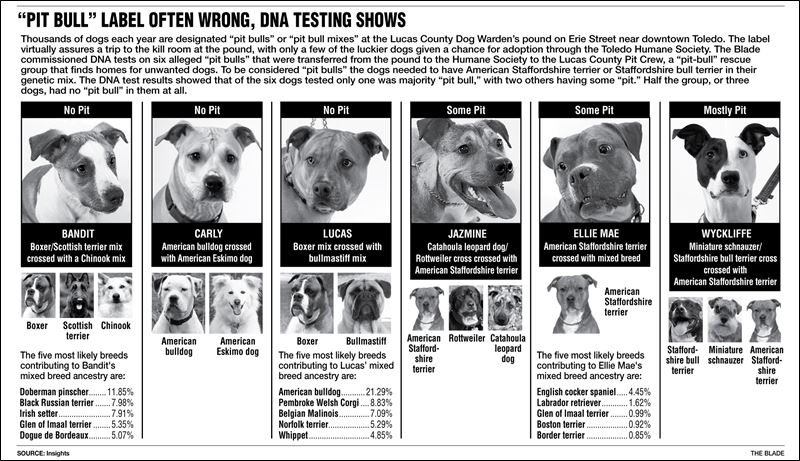 American Staffordshire Terrier Vs Pitbull