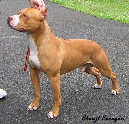 American Staffordshire Terrier Vs Pitbull