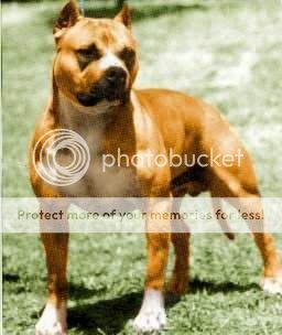 American Staffordshire Terrier Vs Pitbull