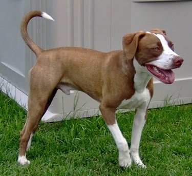 American Staffordshire Terrier Vs Pitbull