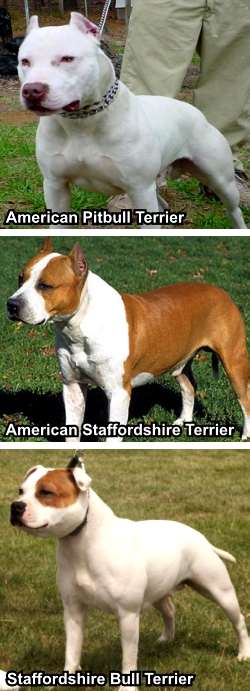 American Staffordshire Terrier Vs Pitbull Difference