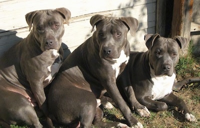 American Staffordshire Terrier Vs Pitbull Difference