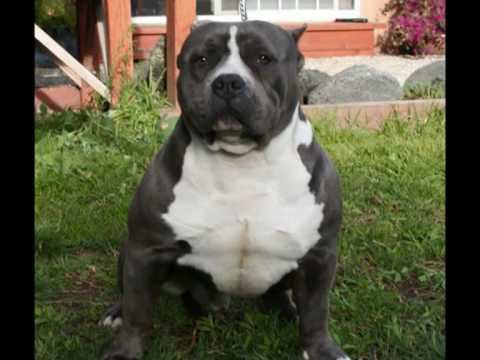 American Staffordshire Terrier Vs Pitbull Difference