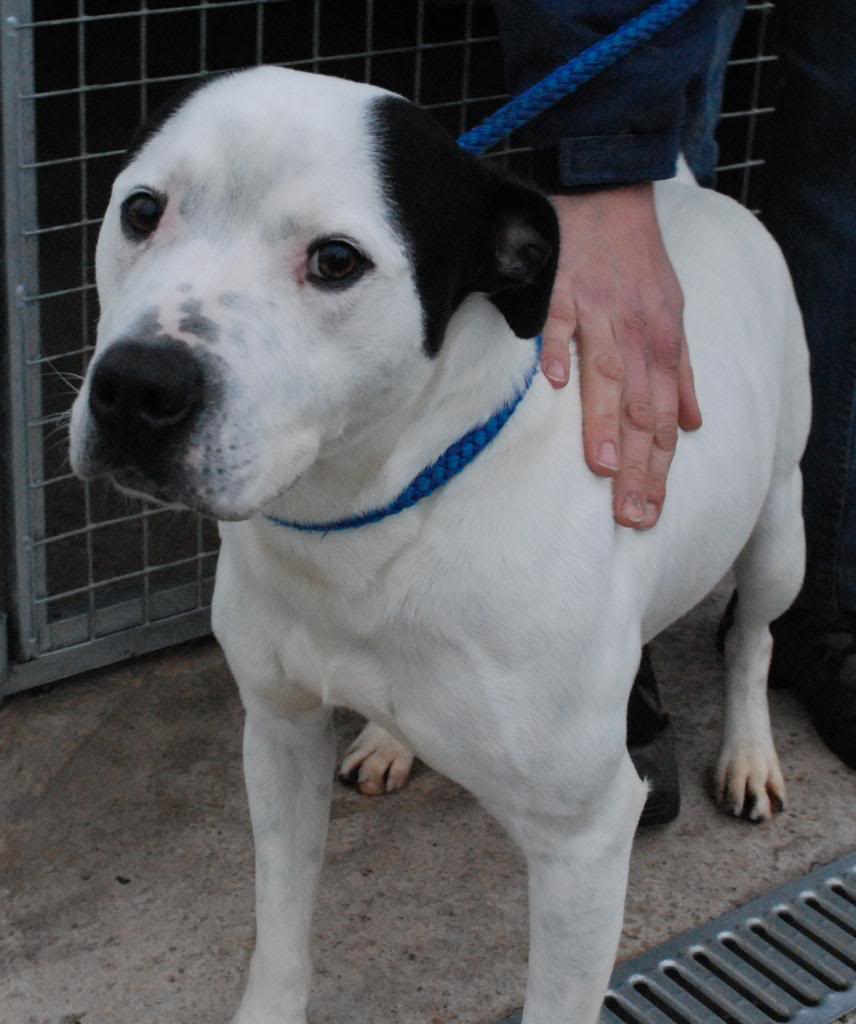 American Staffy Cross Boxer