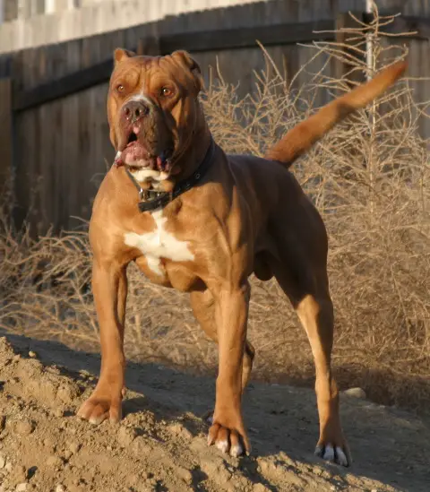 American Staffy Cross Boxer