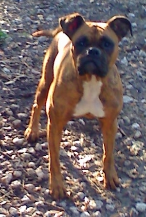 American Staffy Cross Boxer