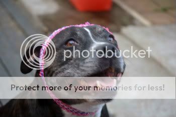 American Staffy Cross Kelpie