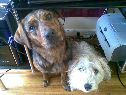 American Staffy Cross Kelpie