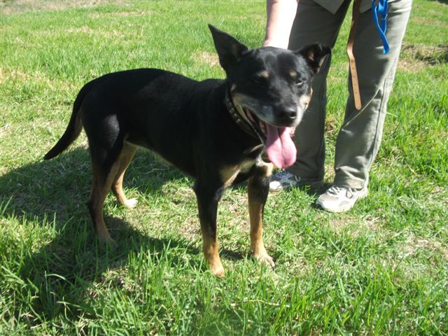 American Staffy Cross Kelpie