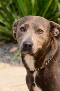 American Staffy Cross Kelpie