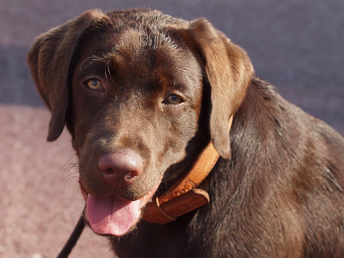 American Staffy Cross Labrador