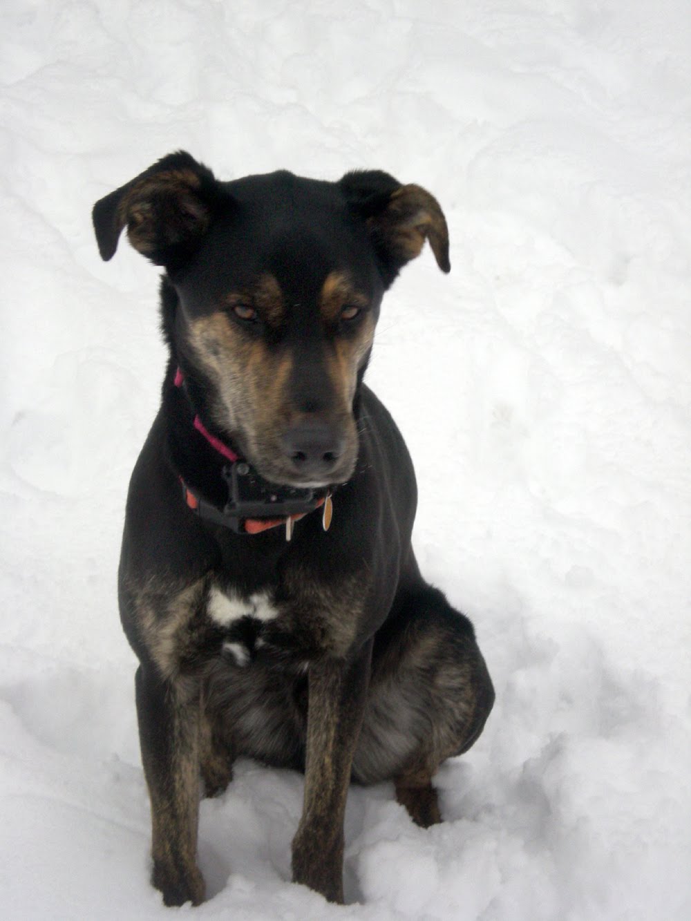 American Staffy Cross Labrador