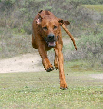 American Staffy Cross Ridgeback