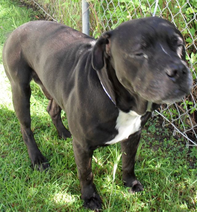 American Staffy Cross Ridgeback