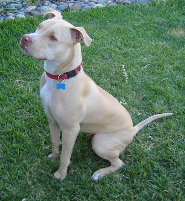 American Staffy Cross Ridgeback