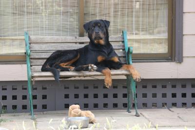 American Staffy Cross Rottweiler