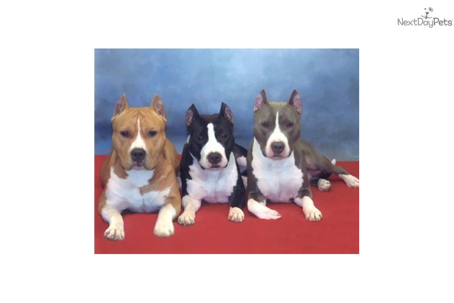 American Staffy Puppies For Sale