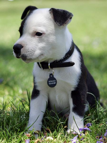 American Staffy Puppies For Sale Australia