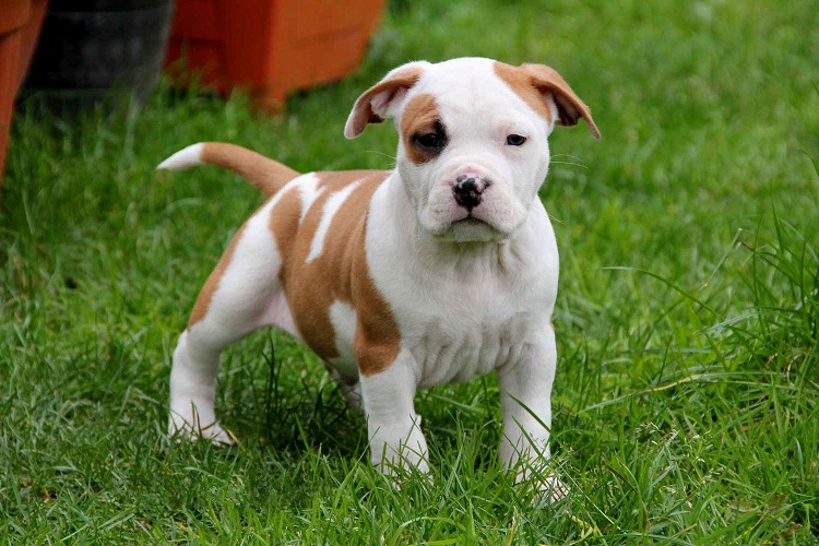 American Staffy Puppies For Sale Australia