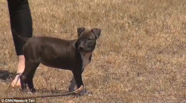 American Staffy Puppies For Sale Melbourne