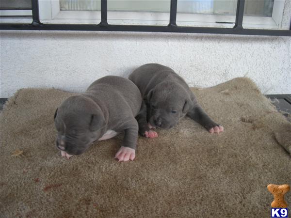 American Staffy Puppies For Sale Uk