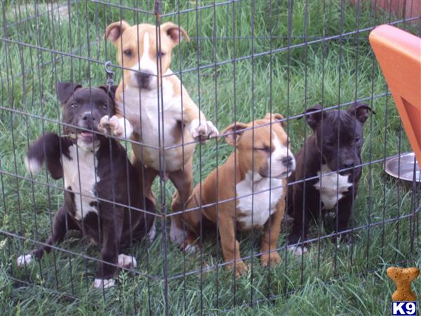 American Staffy Puppies For Sale Uk