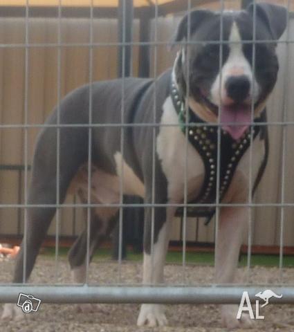 American Staffy Puppies For Sale Vic