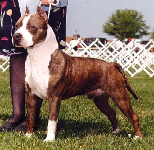 American Staffy Pups