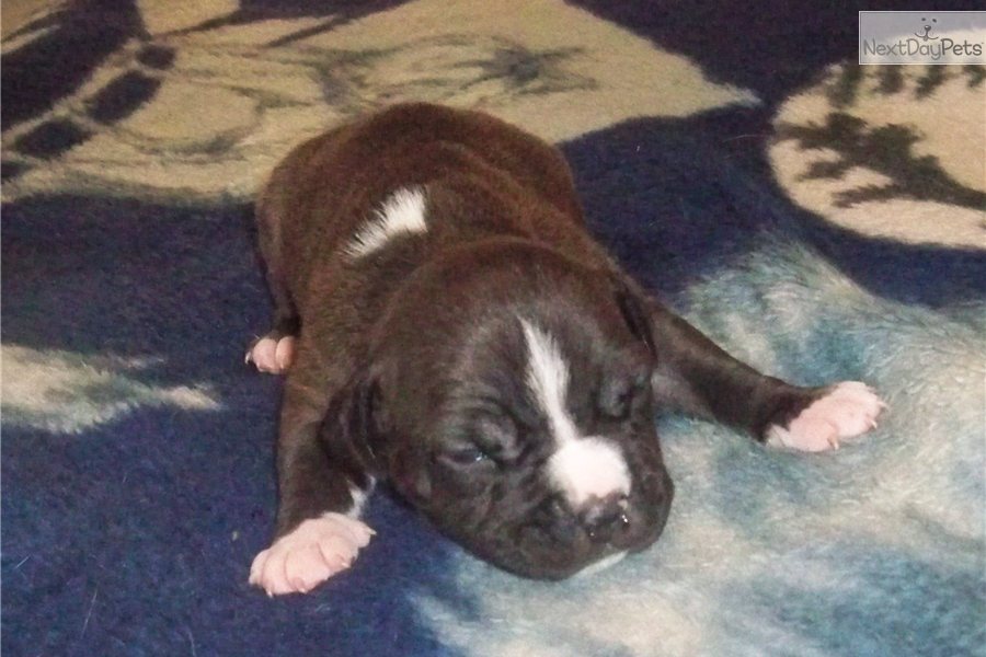 American Staffy Pups