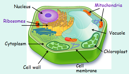 Animal And Plant Cell Structure And Function