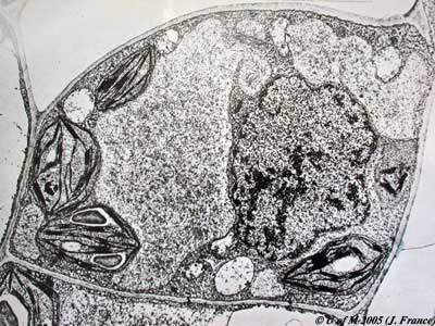 Animal And Plant Cell Structure And Function