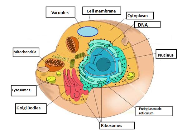 Animal And Plant Cell Structure And Function