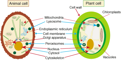 Animal And Plant Cell Structure And Function