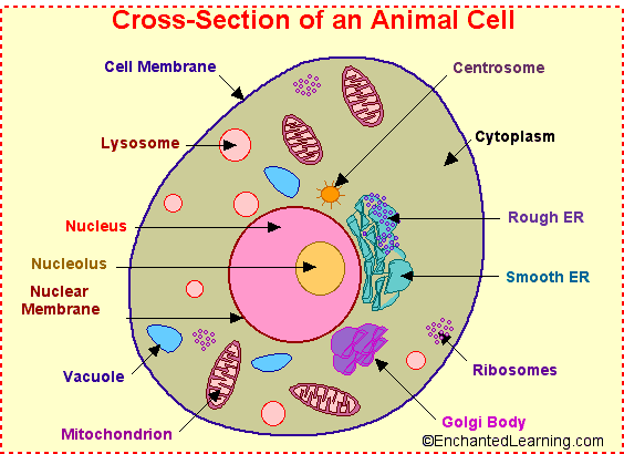 Animal And Plant Cell Structure And Function