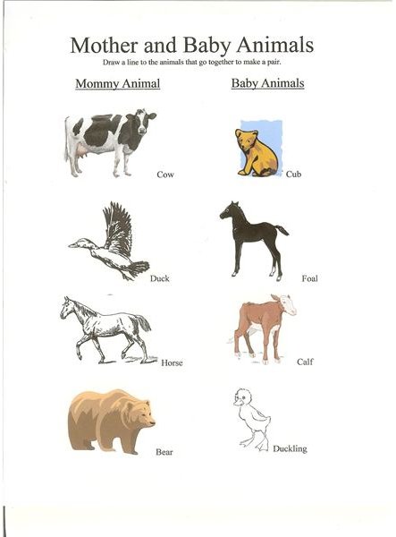 Animals And Their Homes Worksheets