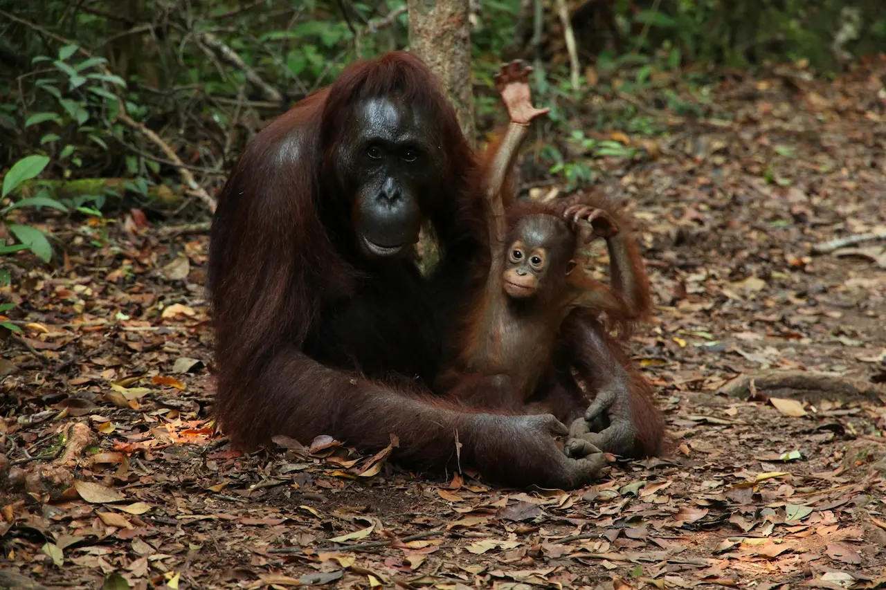 Animals In The Rainforest Facts